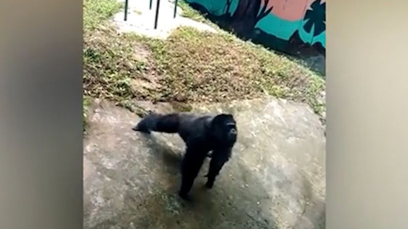 Šimpanz v čínské zoo opět nezklamal, tentokrát napodobil klikujícího turistu